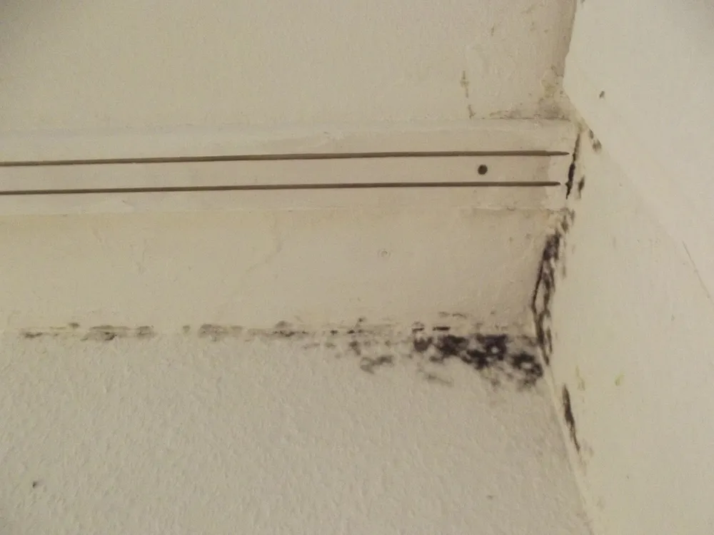 Black mould along the corner where a wall meets the ceiling